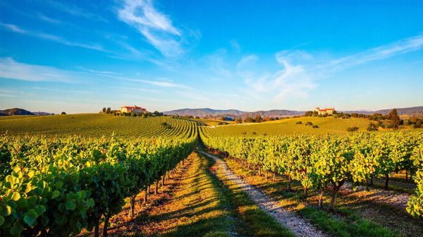 Les meilleures escapades en Bourgogne le long des grands crus